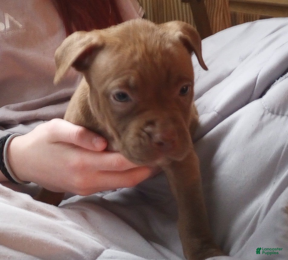 American Bully dogs Sarah Hildebrandt - Ad 10