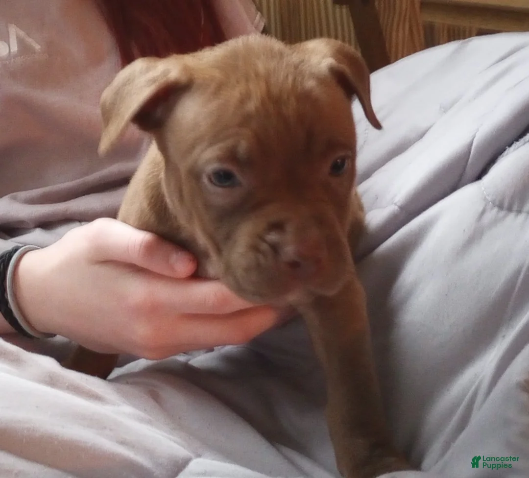 American Bully dogs for sale: Sarah Hildebrandt - Ad 1