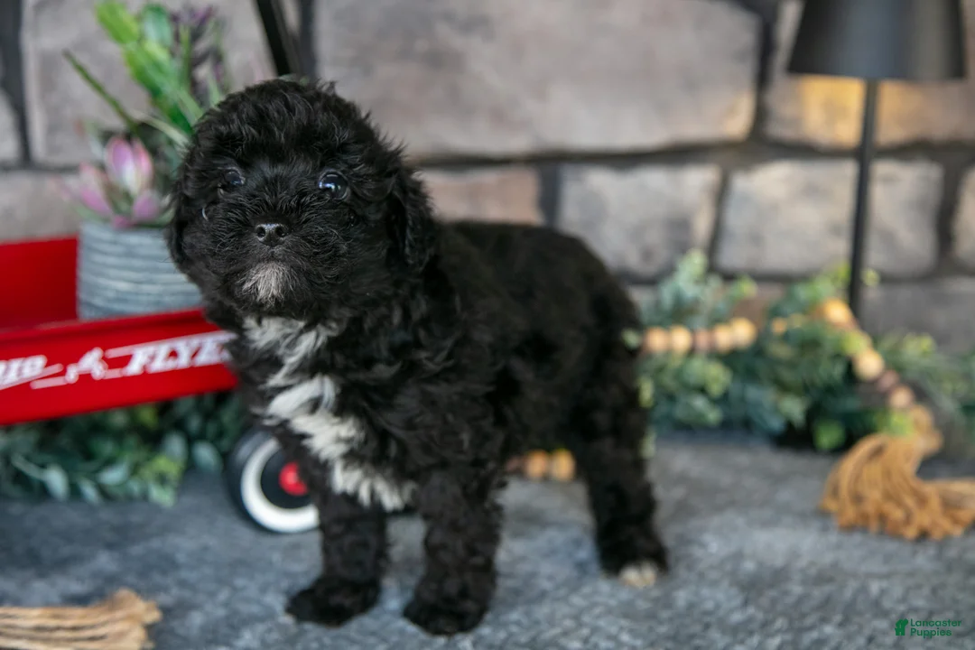 Havapoo dogs for sale: Travis - Ad 2