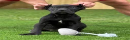 Cane Corso dogs for sale: ZENA - Ad 4