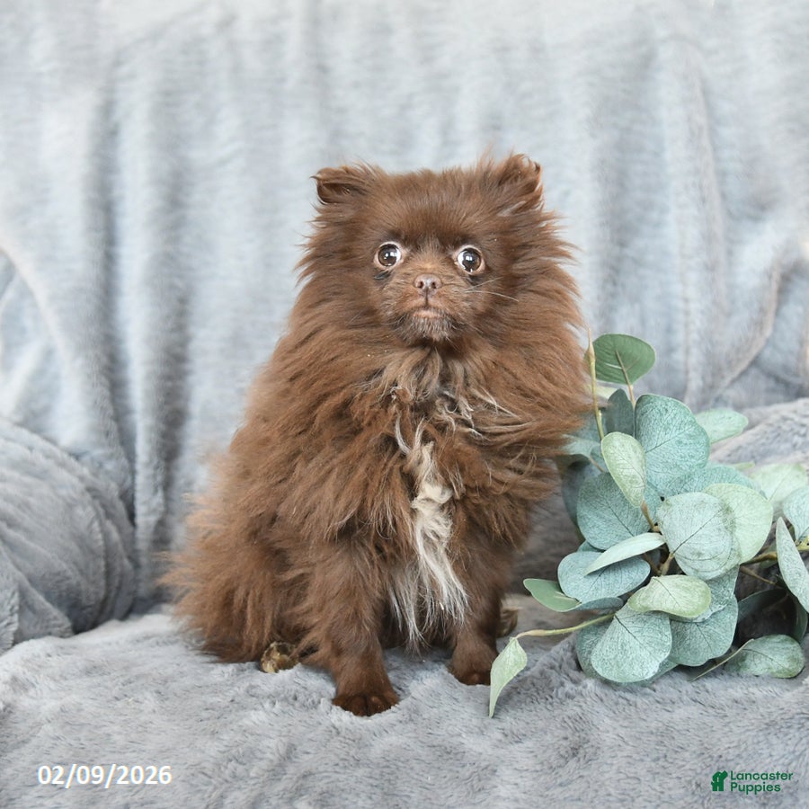 Pomeranian dogs Tiny - Ad 2