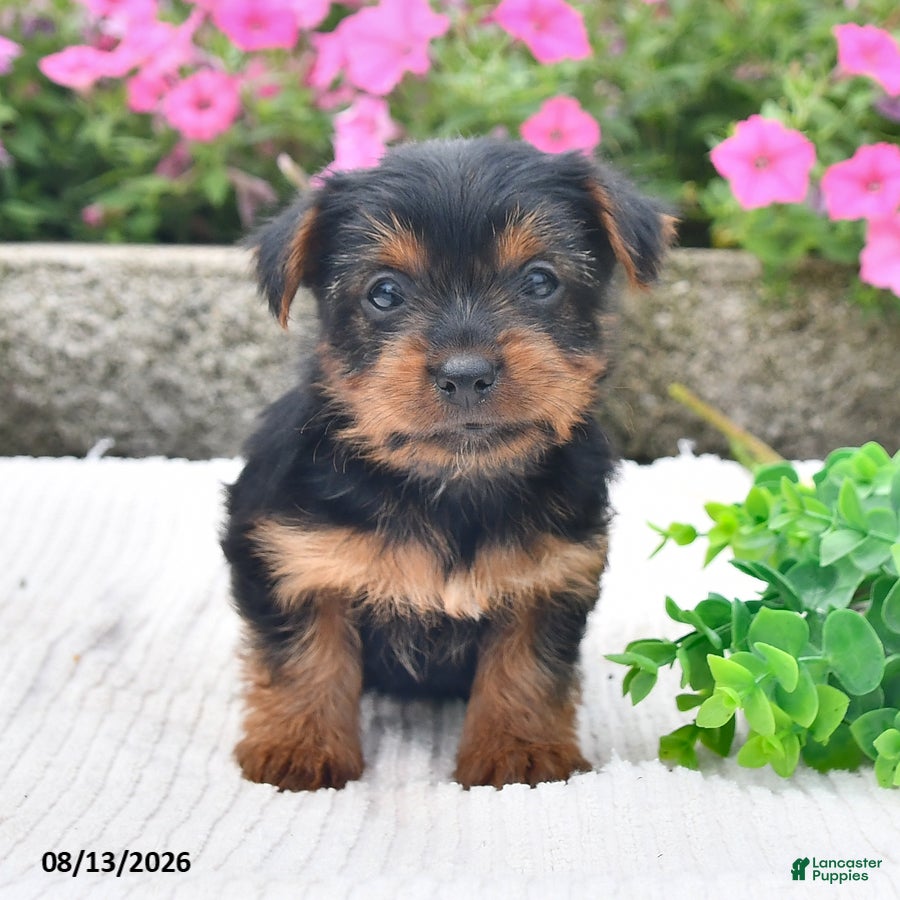 Yorkshire Terrier dogs Amber - Ad 1