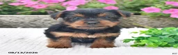 Yorkshire Terrier dogs for sale: Amber - Ad 1