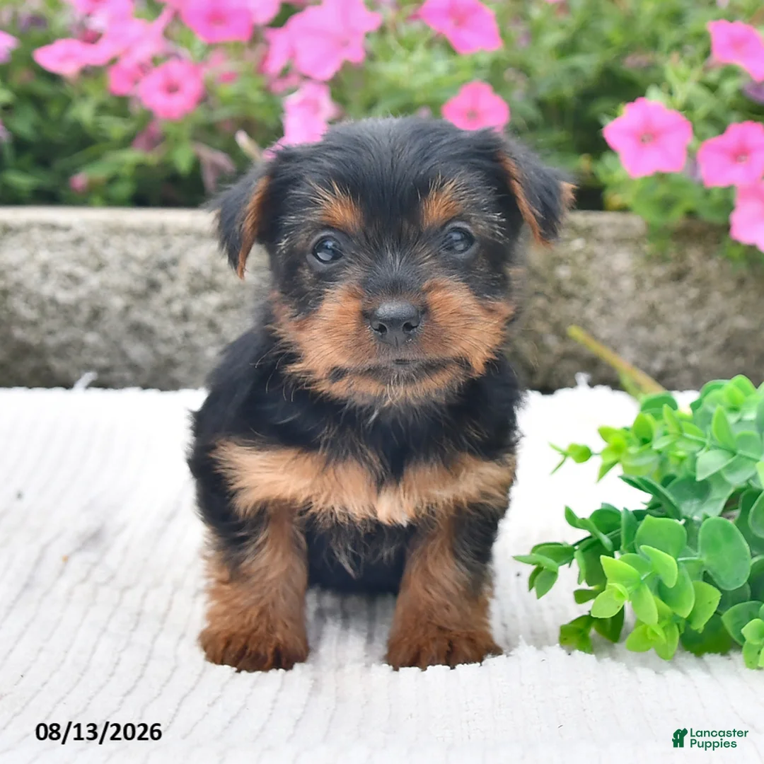Yorkshire Terrier dogs for sale: Amber - Ad 1