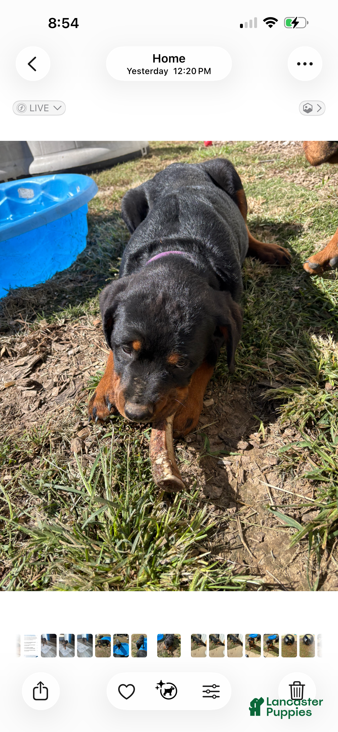 Rottweiler dogs Penny - Ad 2
