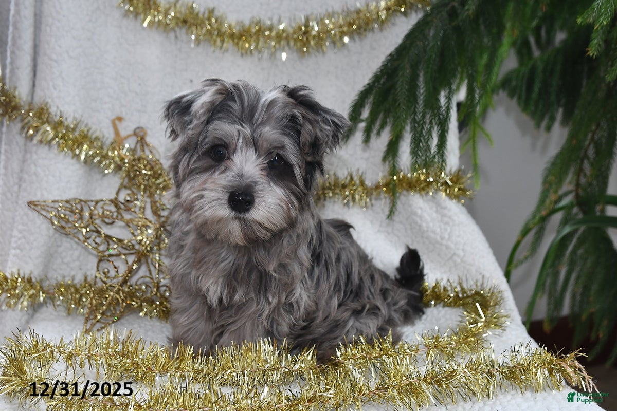 Yorkiepoo dogs Zack - Ad 5