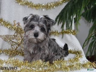 Yorkiepoo dogs Zack - Ad 5