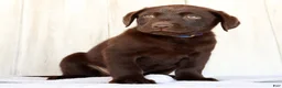 Labrador Retriever dogs for sale: Remy - Ad 4