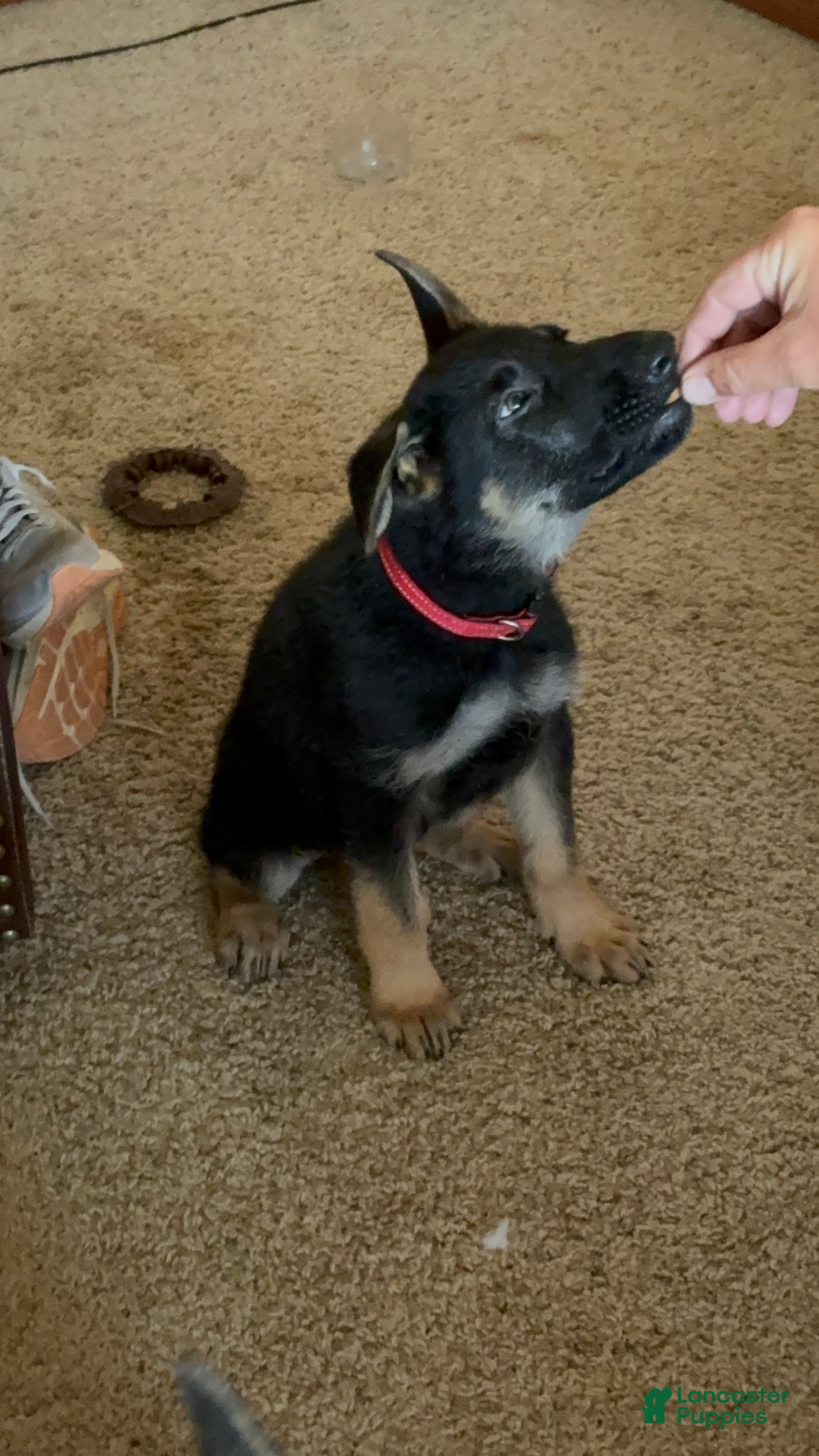 German Shepherd dogs German Shepherd Puppy 4 - Ad 1