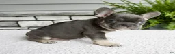 French Bulldog dogs for sale: Noah - Ad 3