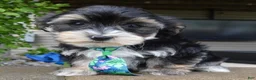 Yorkiepoo dogs for sale: Walter - Ad 3