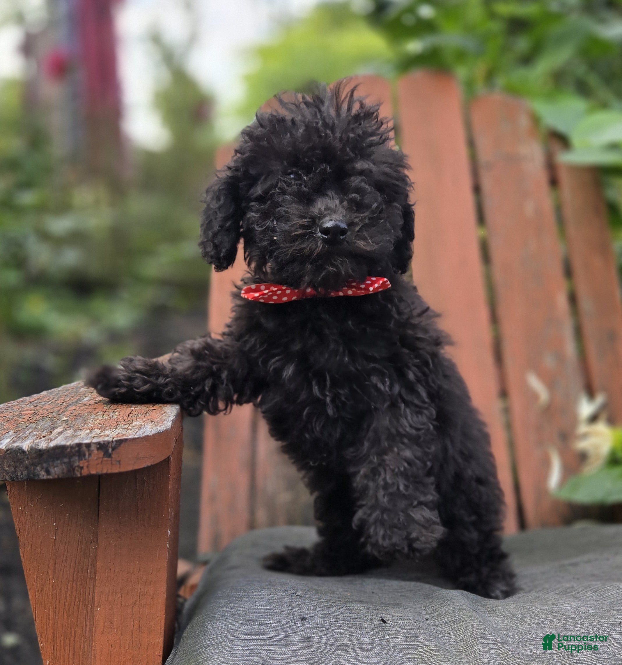 Toy Poodle dogs Blackie - Ad 2