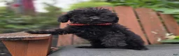 Toy Poodle dogs for sale: Blackie - Ad 2