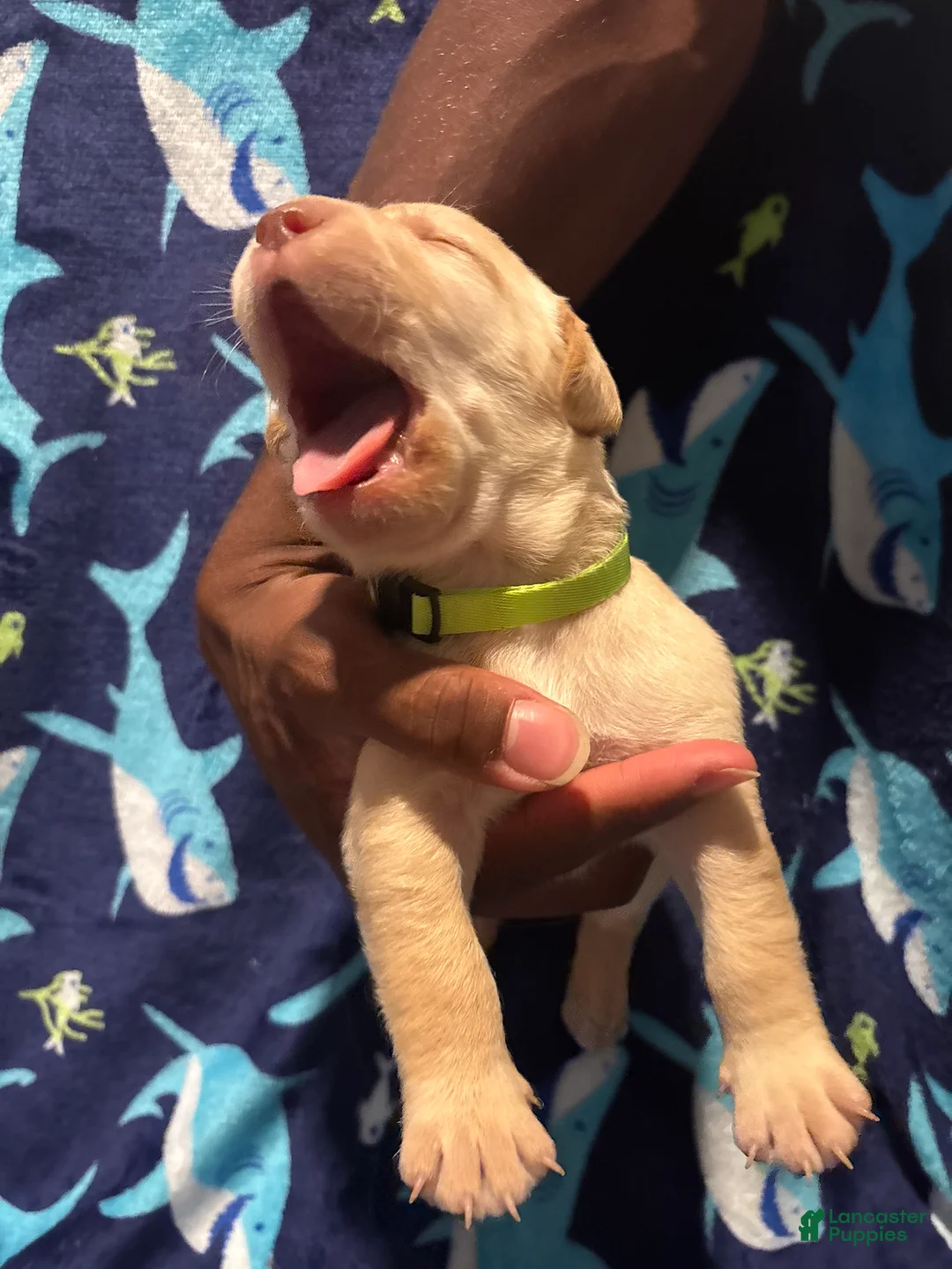 Labrador Retriever dogs for sale: Scrappy-Doo (lime)  - Ad 2