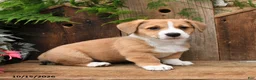 Mixed Breed dogs for sale: Dennis - Ad 3