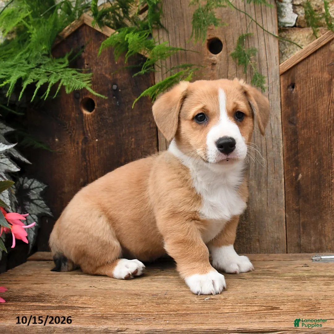 Mixed Breed dogs for sale: Dennis - Ad 3