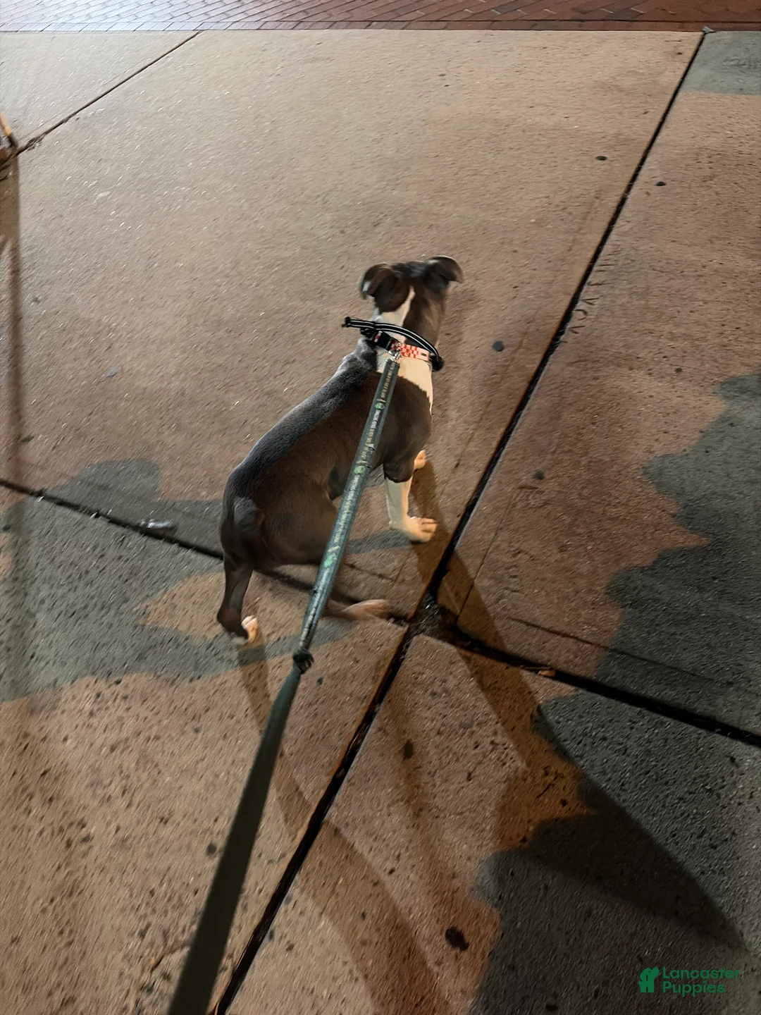 American Bully dogs for sale: American Bully Puppy 1 - Ad 3