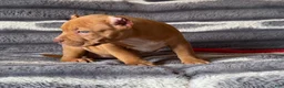 American Bully dogs for sale: Twister  - Ad 5