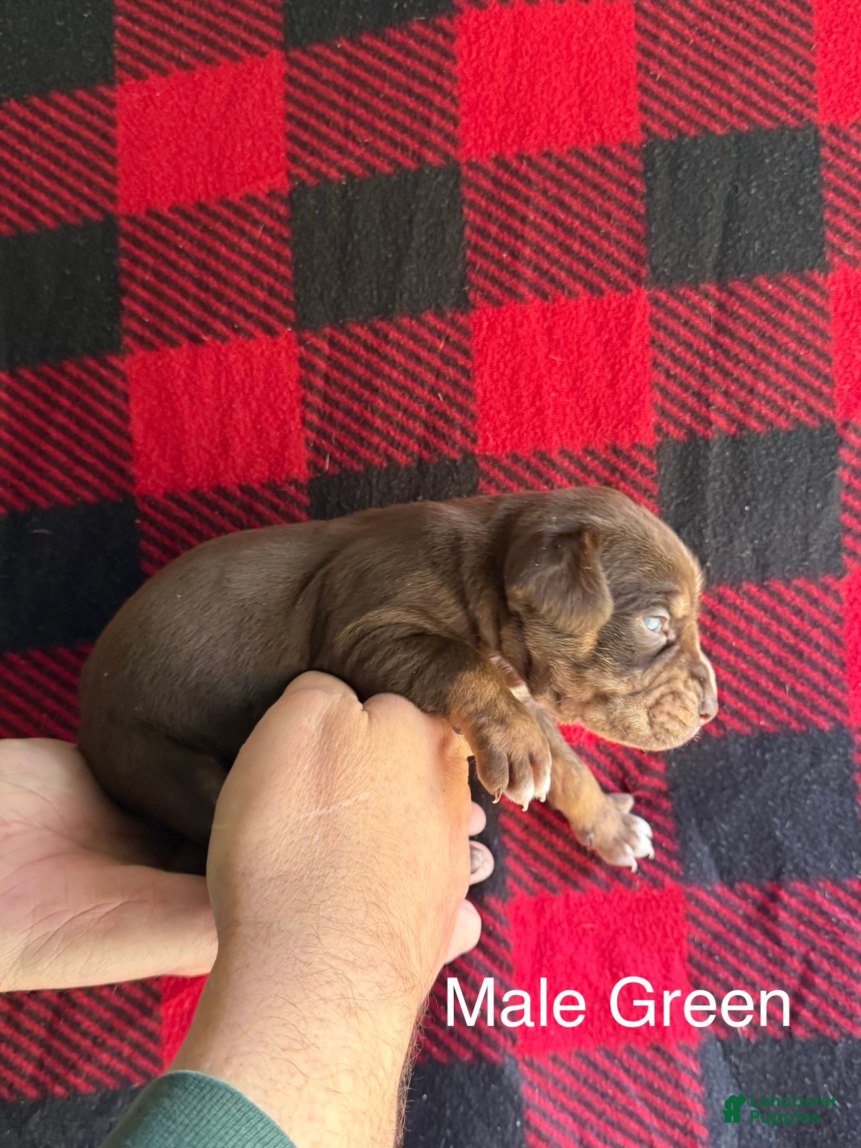 Catahoula Leopard Dog dogs Catahoula Leopard Dog Puppy 6 - Ad 7