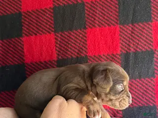 Catahoula Leopard Dog dogs Catahoula Leopard Dog Puppy 6 - Ad 4