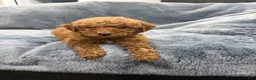 Mini Goldendoodle dogs for sale: Mini Goldendoodle (Archie) - Ad 12