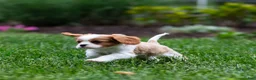 Cavalier King Charles Spaniel dogs for sale: Arlan Cavalier King Charles Spaniel Puppy  - Ad 8
