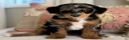 Miniature Poodle dogs for sale: Gwennie - Ad 10