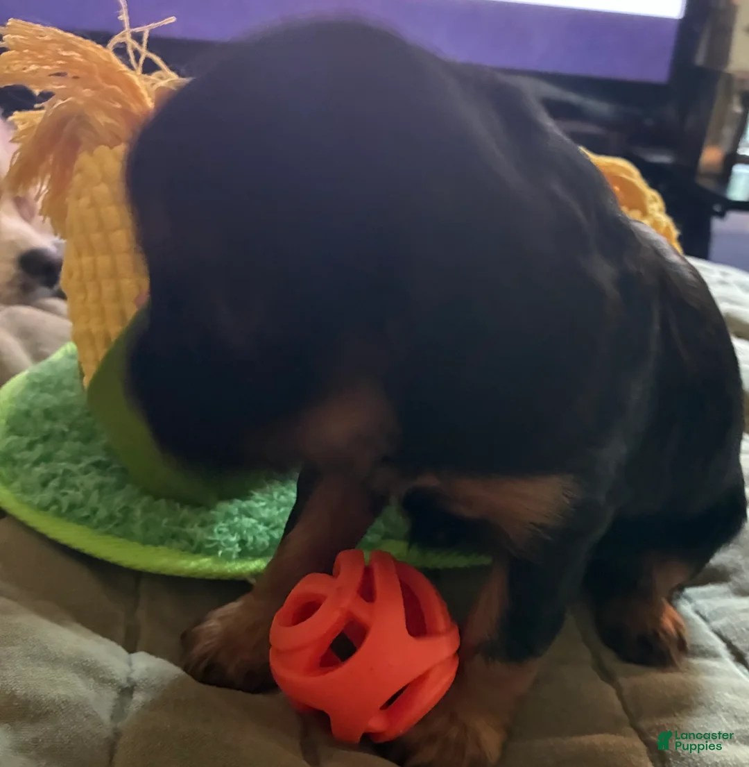 Cavalier King Charles Spaniel dogs for sale: Cavalier King Charles Spaniel Puppy 6 - Ad 2