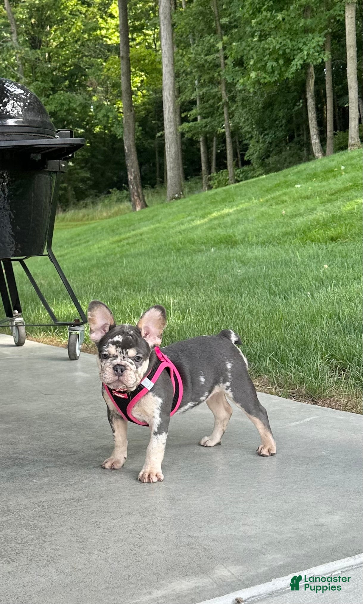 French Bulldog dogs Gracie - Ad 2