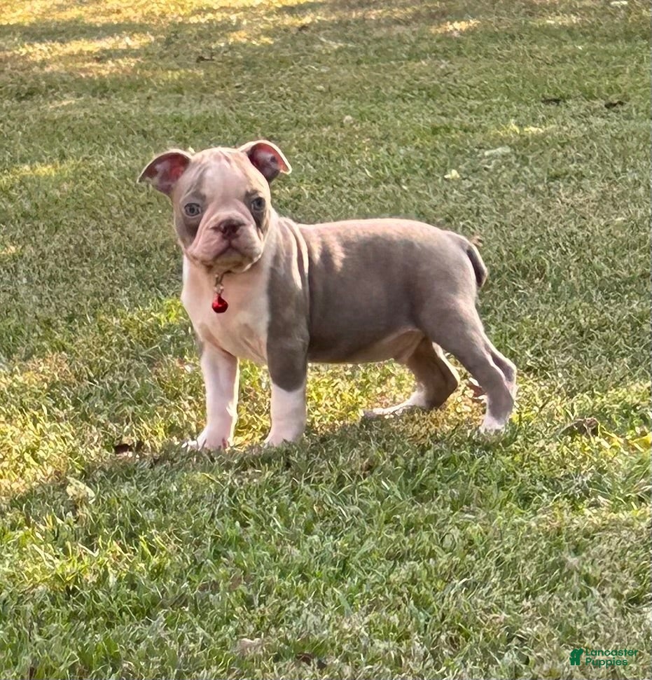 Boston Terrier dogs Dusty - Ad 2