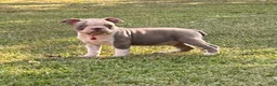 Boston Terrier dogs for sale: Dusty - Ad 2