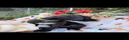 Great Dane dogs for sale: Great Dane 2 - Ad 2