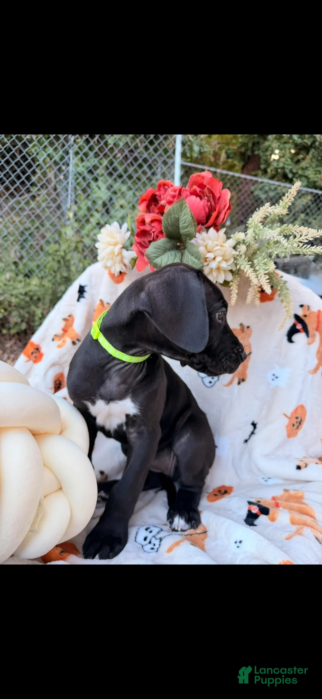 Great Dane dogs for sale: Great Dane 2 - Ad 2