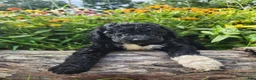 Mini Sheepadoodle dogs for sale: Stella - Ad 11