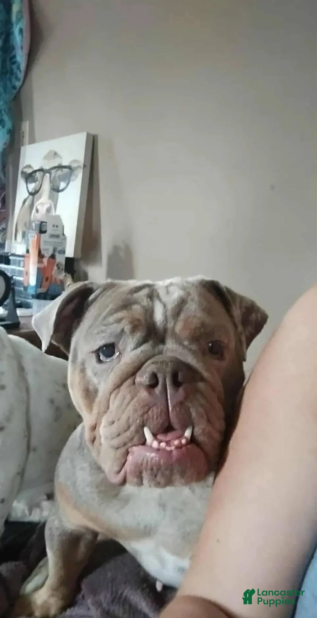 English Bulldog dogs for sale: Reen - Ad 2