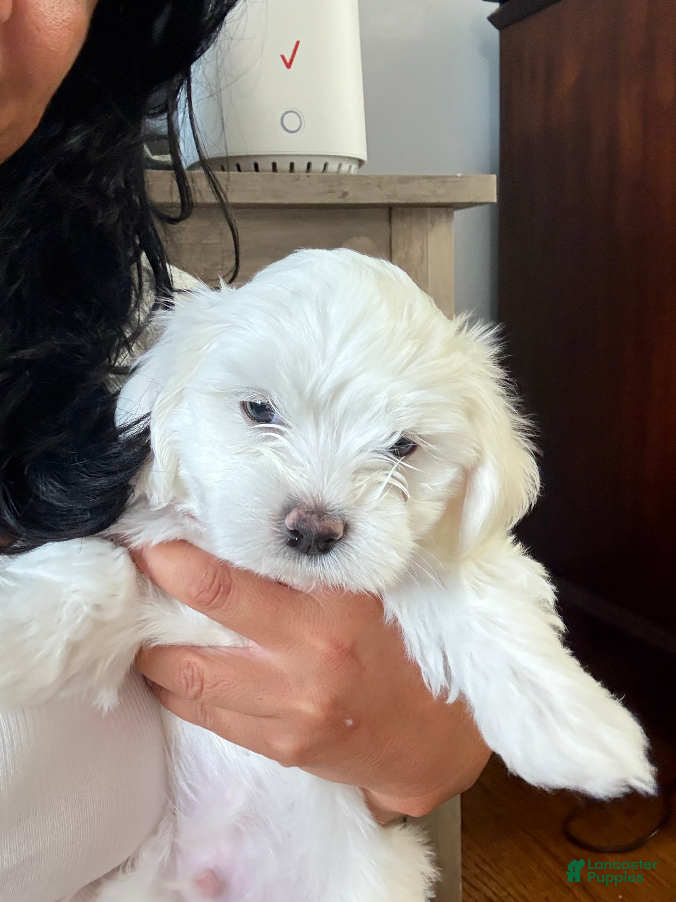Malshi dogs Billy - Fluffy Teddy Bear Malshi Puppy - Ad 2