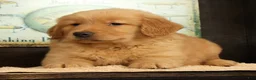 Golden Retriever dogs for sale: Chip - Ad 8