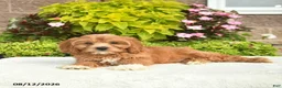 Cavapoo dogs for sale: Ike - Ad 5