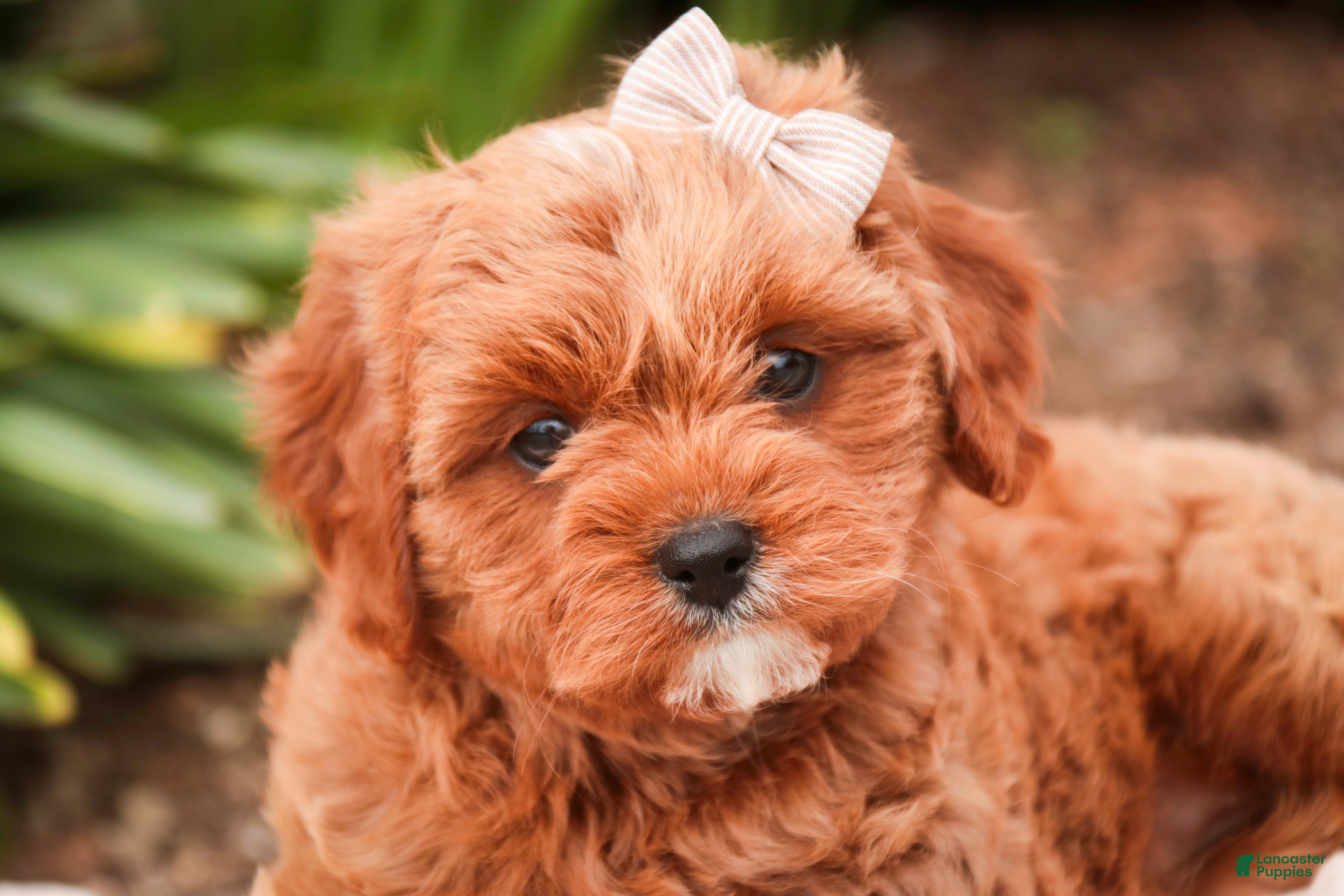 Cavapoo dogs Haven - Ad 2