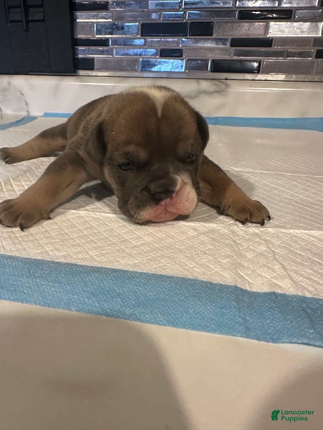 English Bulldog dogs for sale: Blue fawn Tri Girl  - Ad 3
