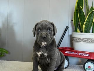 Cane Corso dogs Honey - Ad 3