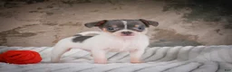Chihuahua dogs for sale: Alex - Ad 1