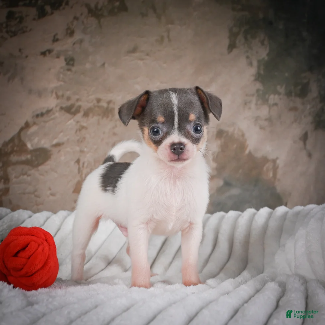 Chihuahua dogs for sale: Alex - Ad 1