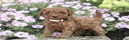Miniature Poodle dogs for sale: Emmie - Ad 3