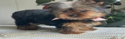 Yorkshire Terrier dogs for sale: Felicity - Ad 17