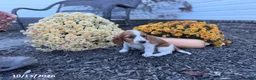 Welsh Springer Spaniel dogs for sale: Lady - Ad 5