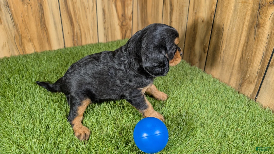 Cavalier King Charles Spaniel dogs for sale: Donuts Boy 1 - Ad 5