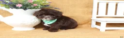 Yorkiepoo dogs for sale: Lucas - Ad 5