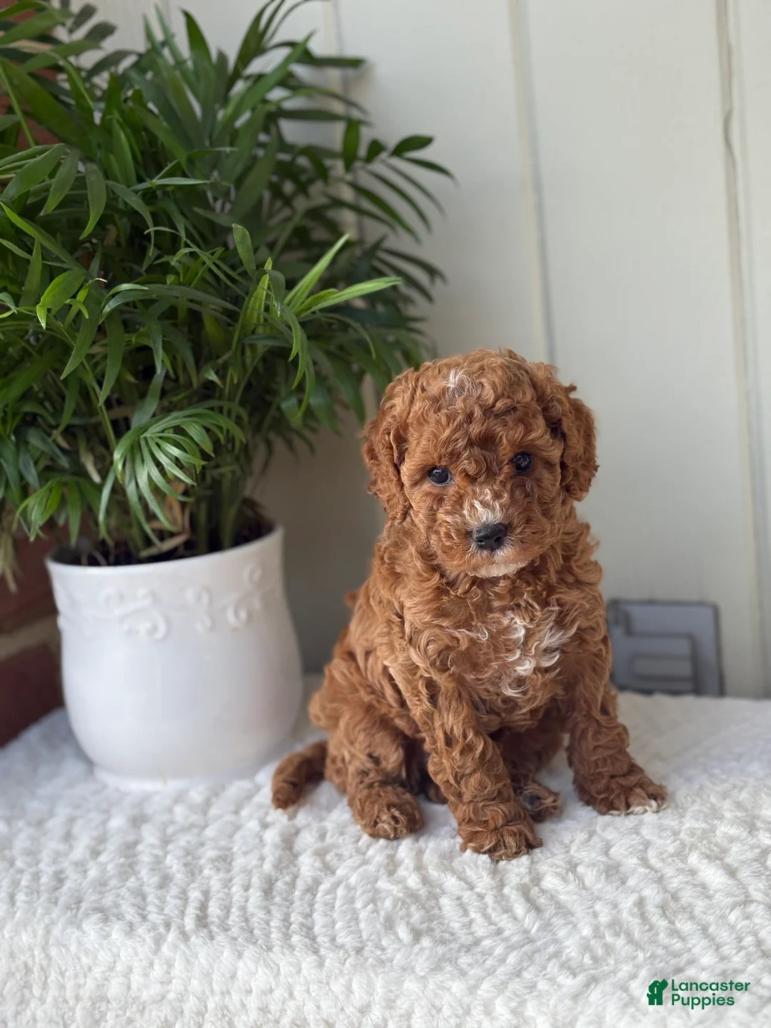 Cockapoo dogs for sale: Cockapoo Puppy 2 Annie - Ad 1