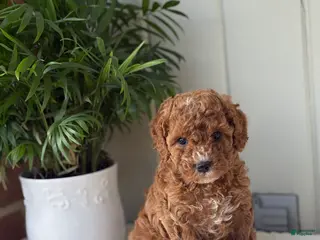 Cockapoo dogs for sale: Cockapoo Puppy 2 Annie - Ad 3